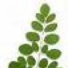 moringa