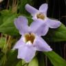 Thunbergia