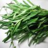 ต้นหญ้าปักกิ่งสด (ซื้อที่ร้าน กก.ละ 60 บาท)